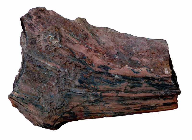 侏罗纪硅化木化石