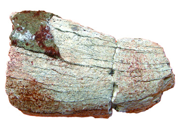 白垩纪霸王龙牙齿化石