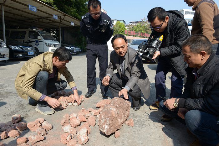 河源恐龙博物馆接收巡警查获的116枚恐龙蛋化石