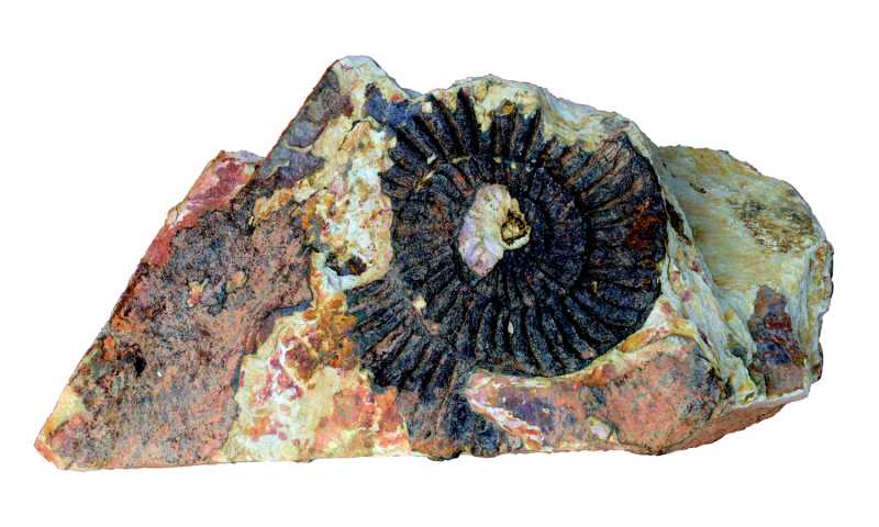 侏罗纪菊石化石