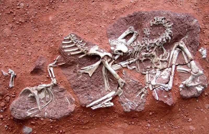 白垩纪黄氏河源龙骨骼化石