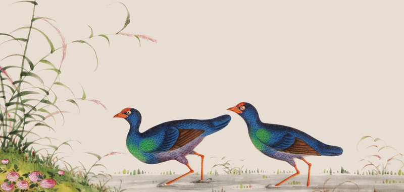 《生物多样性》专题展今日在河源恐龙博物馆开展