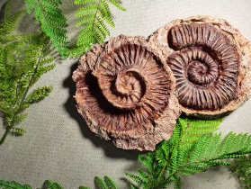 手工抢报|DIY石膏菊石化石，解锁古生物奥秘