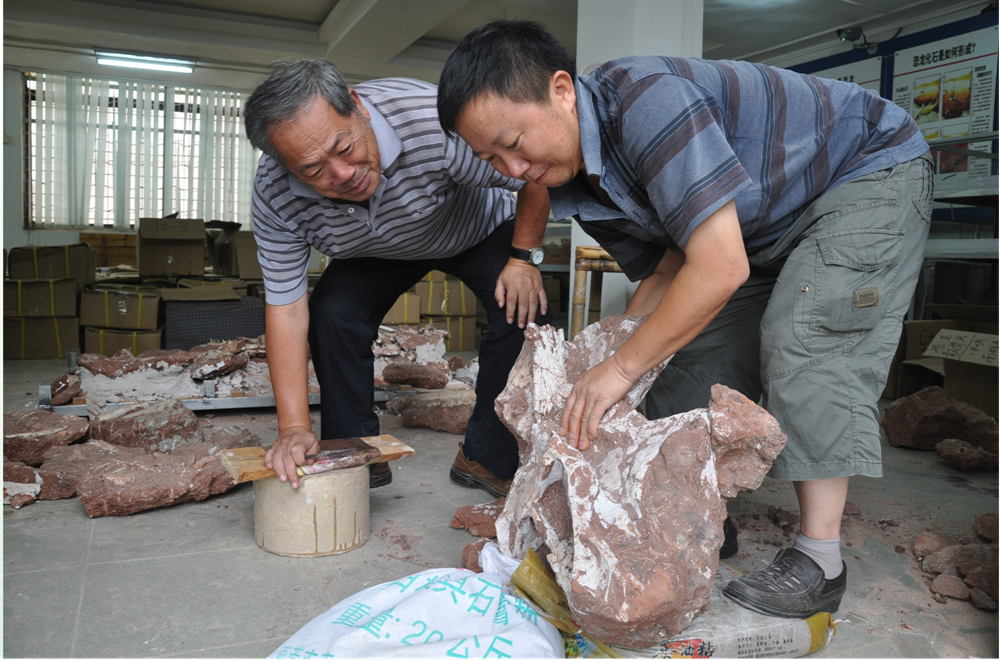 2010年8月，董枝明（左一）在河源市博物馆鉴定巨龙类恐龙椎体化石.png