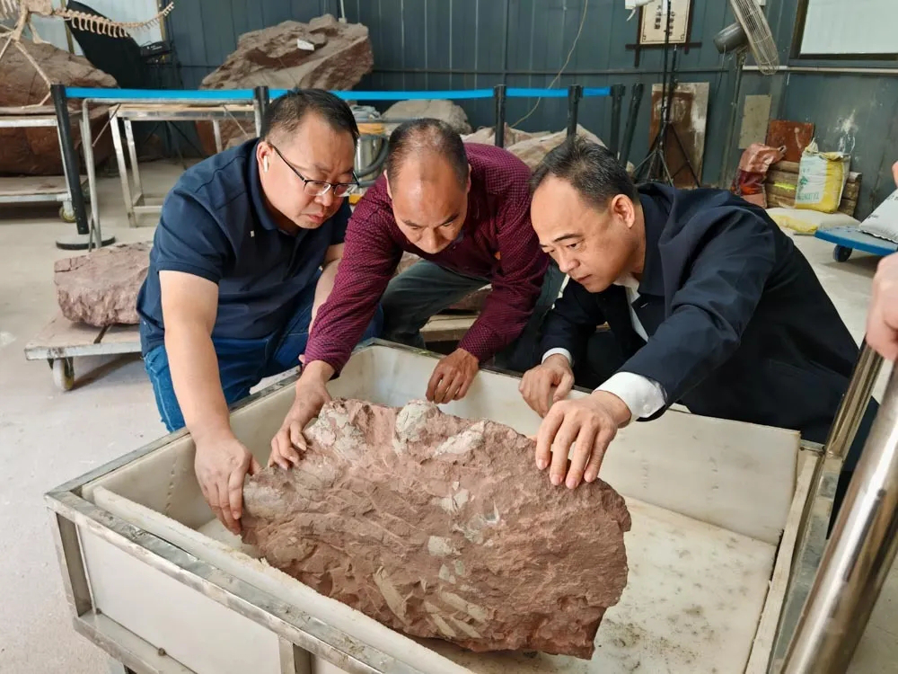 河源“恐龙产房”再添新丁：灯塔盆地第二窝恐龙蛋化石现身