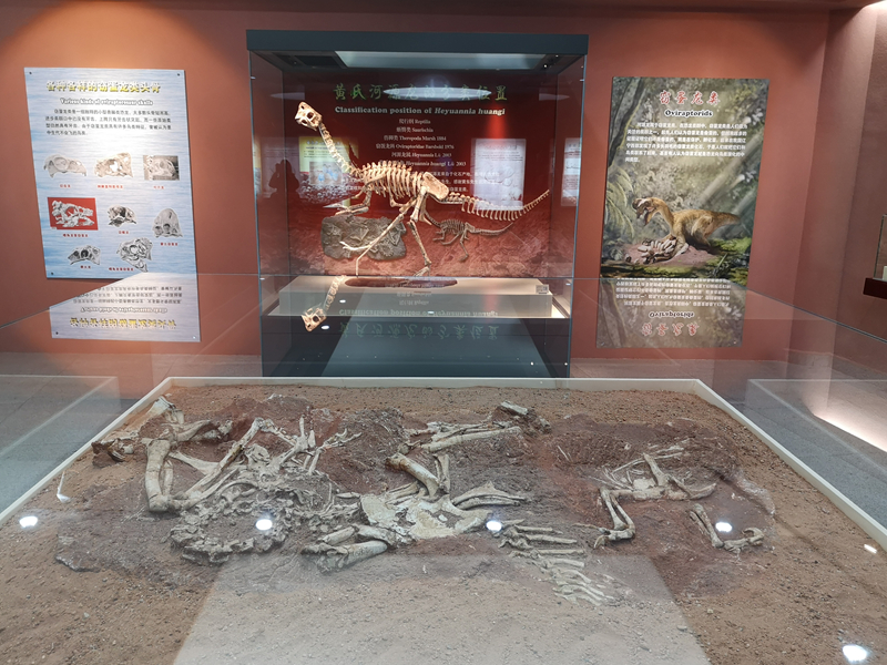 恐龙故乡展厅02_副本.jpg