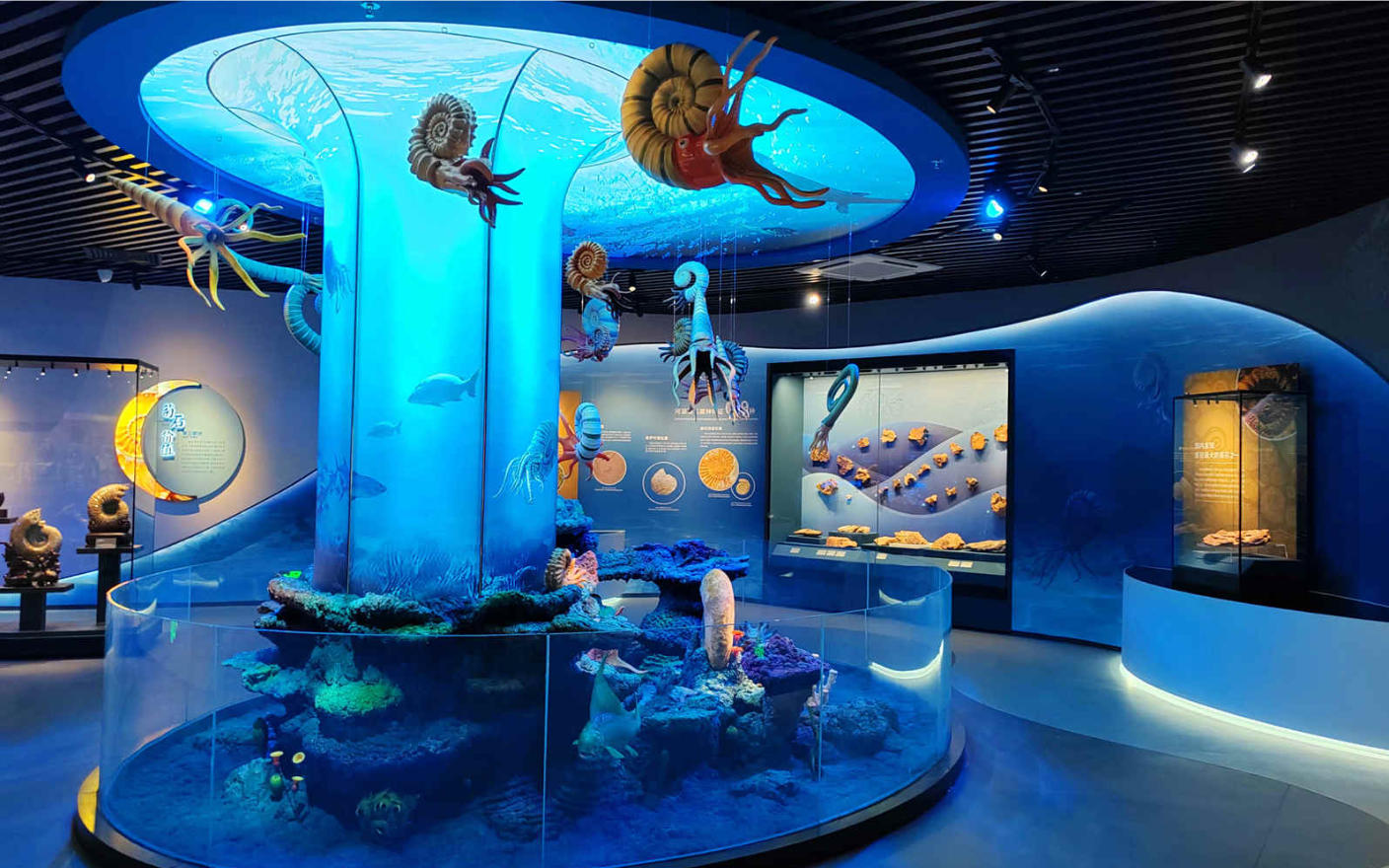 《旋出美丽——菊石主题展》